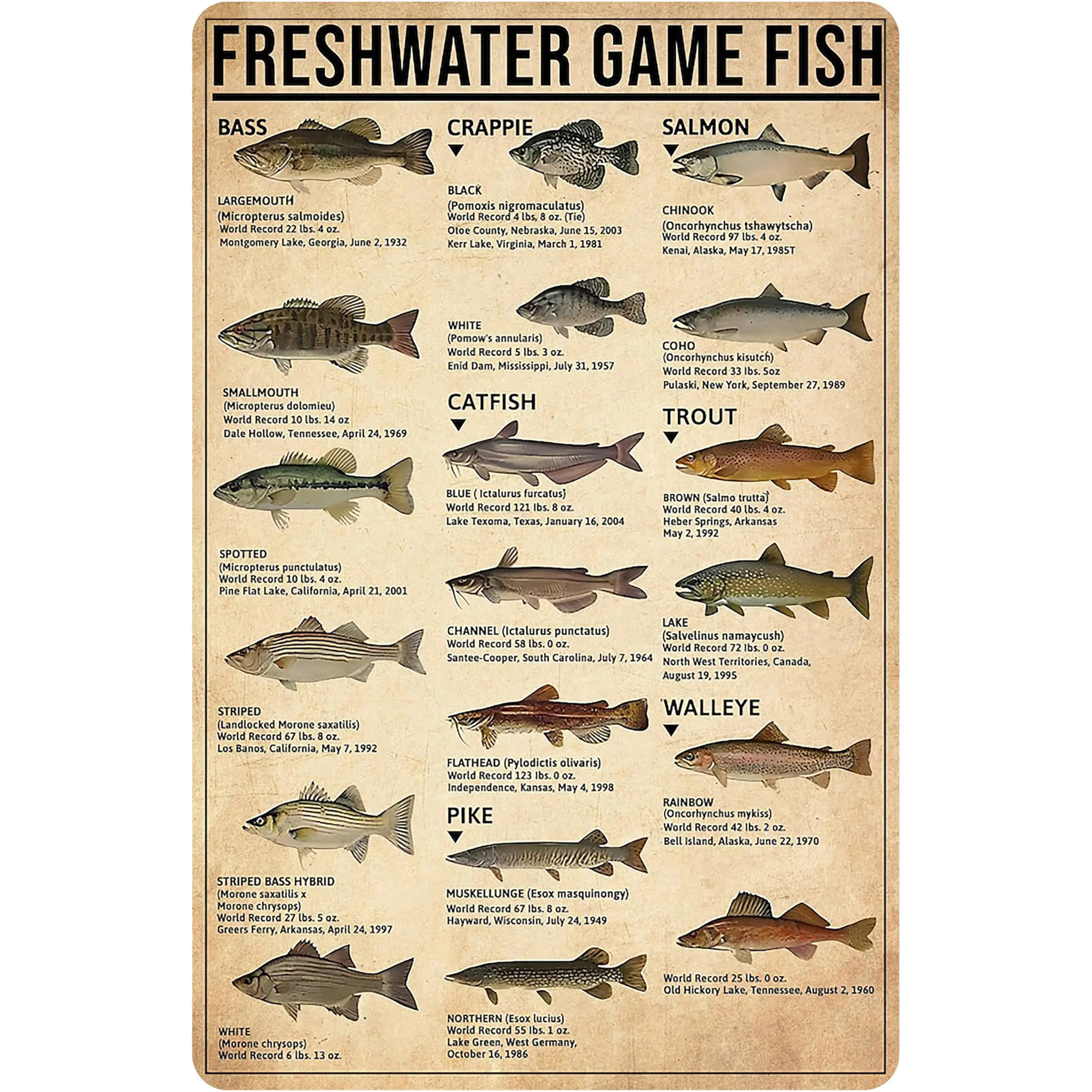 Boy's Fishing Gifts Vintage Fresh Water Gamefish Knowledge Tin Sign for Man Cave Boys Hunting Room Bedroom Lake House Cabin Wall Art Decor 8x12 Inch