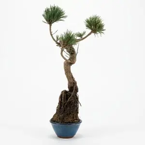 Unique Japanese Black Pine Bonsai Tree - Indoor Live Plant with Pot,Evergreen with Exposed Root Style,Gift for Home Garden Office Decoration