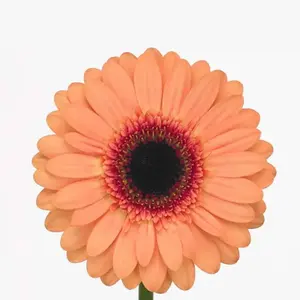 Mini Gerber Dusty - 60 Stem Bunch