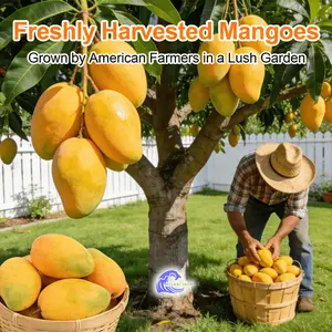 Dwarf mango saplings - fast-growing, high-yielding, suitable for potting and yard growing (15 to 18 inches tall)