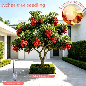 Lychee Tree Starter Plant, Strong Roots with Protective Wrap, Drought-Tolerant, Potted or In-Ground, Easy for Beginners, Home & Orchard Growing