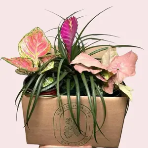 Pink Plant Mystery Bundle Box - 3 Pink Plants