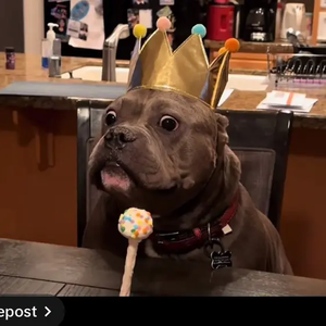 petstoreforcode