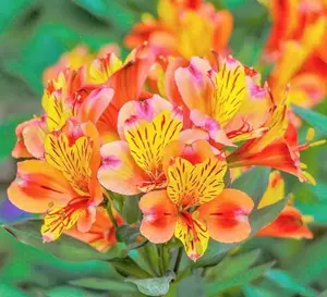 50 Heirloom Lily Seeds Fragrant Flower Plant (much less money than bulbs) - FRESH SEEDS - Limited Supply - Order Soon - Thank You