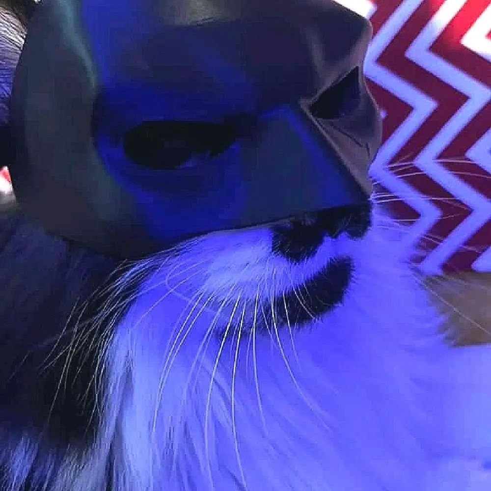 Bat Cat Cat Mask