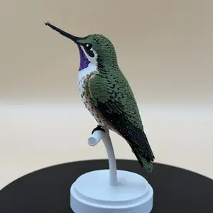 Chilean Woodstar Hummingbird