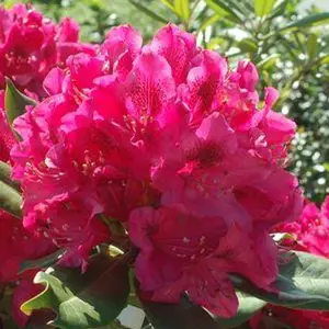 Nova Zembla Rhododendron