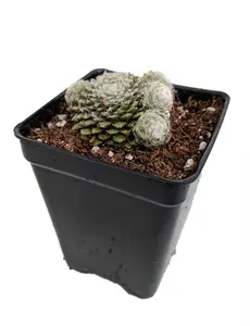 Lagger's Mini Hens & Chicks - Sempervivum - Very Hardy - 2.5" Pot