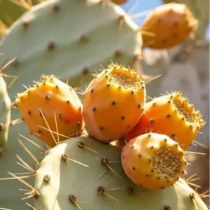 Prickly Pear Seeds – High Yield, Sweet Cactus Fruit, Easy Grow, Indoor & Outdoor Planting