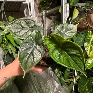 4” Dragon Scale Alocasia, live plant, indoor plant