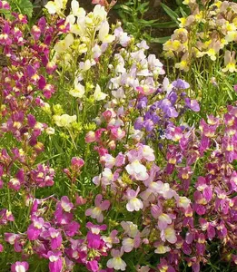 Toadflax Dwarf Fairy Bouquet Flower Seeds (Linaria maroccana) Non-GMO & Heirloom Seeds  Delicate Wildflower Mix for Borders, Pollinator Gardens, Great Gardening Gift