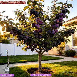 Heirloom Non-GMO Dwarf Plum Tree – Bare Root, Healthy Roots, Perennial, for Pot or Ground, Home Garden, Sweet Fruit Sapling Compact Plant Hardy