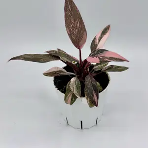 Pink Princess Philodendron 4 Inch Potted Live Plant with Vibrant Pink and Green Leaves for Indoor Decor