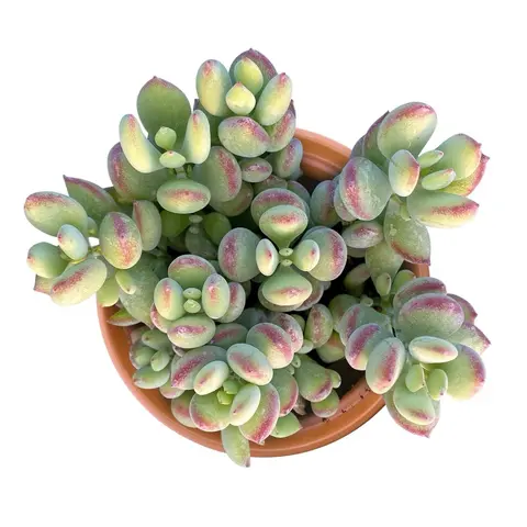 4’Cotyledon white bedroom Sculpture