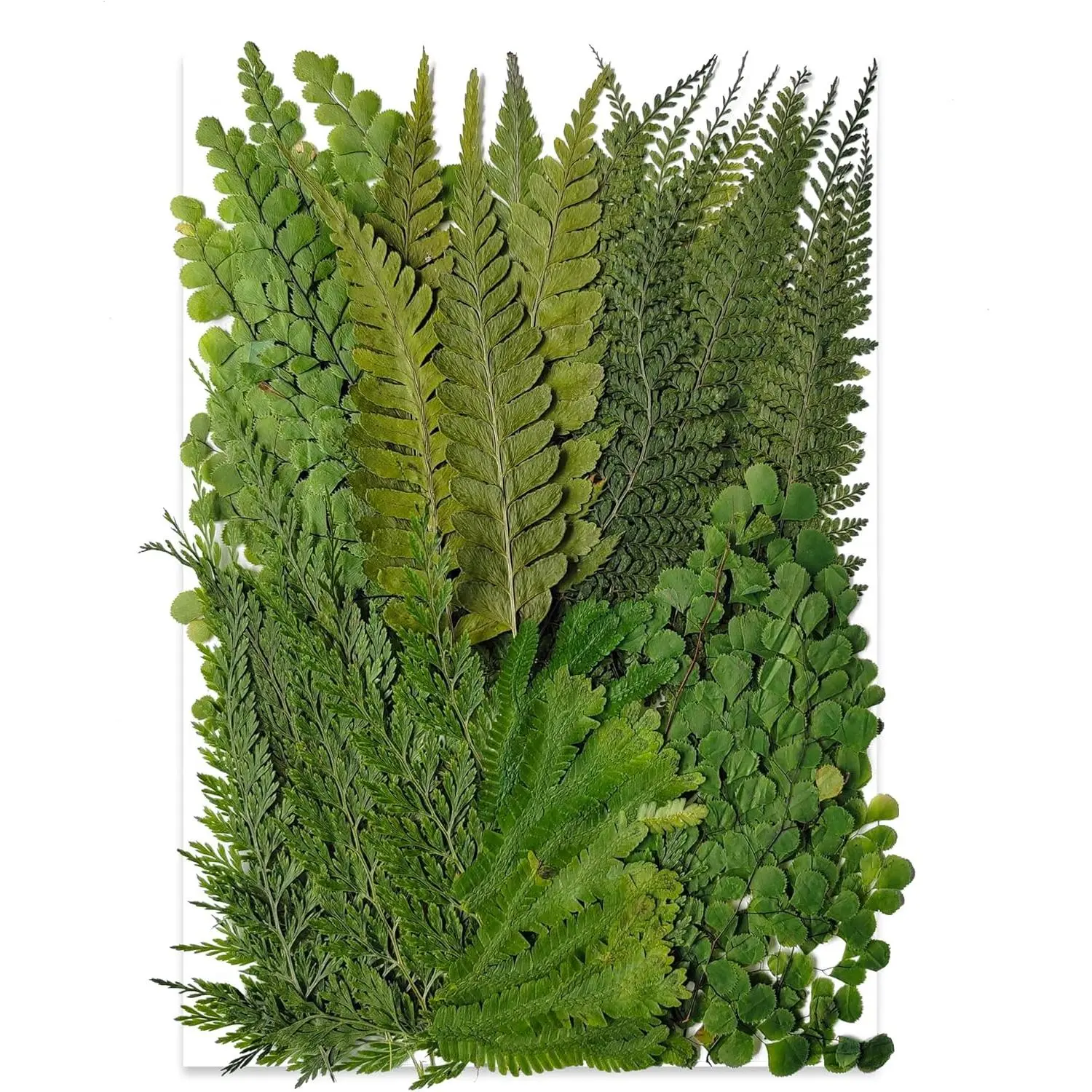 55 Pcs Green Leaves Ferns Dried Pressed Flowers for Crafts,Real Nature Dry Flower Bulk for Resin Jewelry Making Candle Making Frame Decoration Art Floral Decors