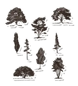Sketched Trees Home Decor Tattoos