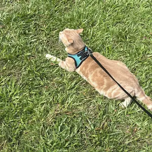 Escape Proof Cat Harness & Leash (6-13 lbs) Adjustable Reflective Soft Mesh Vest for Easy Safe Walks with Leash Included, Back to School, Also Suitable for Small Dogs