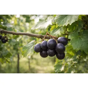 Cowart Muscadine Grape Vine – 2-Year Bare Root Grape Plants – Produces Large, Sweet Dark Purple-Black Grapes – Vigorous & Self-Fertile Vine – From Hand Picked Nursery