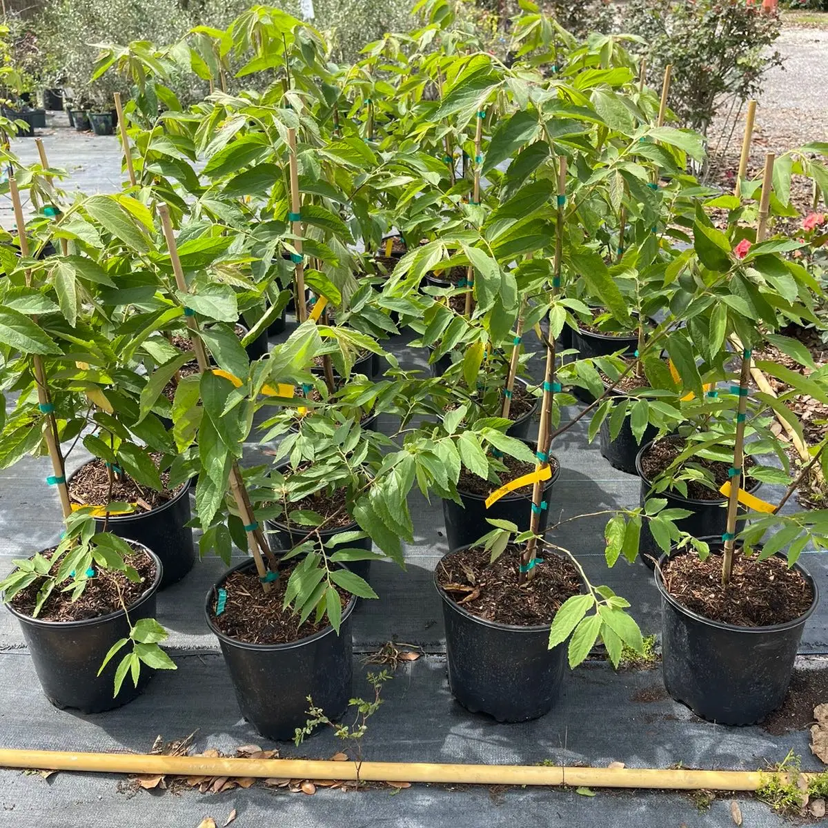 Yellow Strawberry Tree 3 Feet Tall