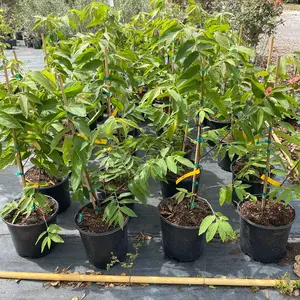 Yellow Strawberry Tree 3 Feet Tall