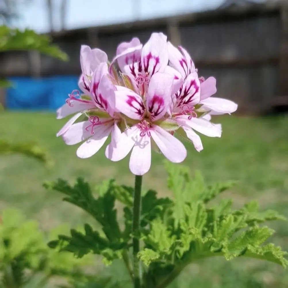 Citronella Plant Seeds - 600+ pcs seeds for Mosquitoes and Pests Repellent  - TikTok Shop