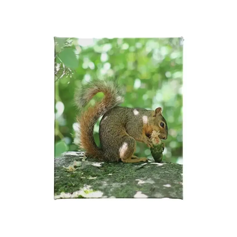Tamiasciurus hudsonicus (American Red Squirrel), Print