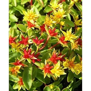 Sedum middendorfianum var. Striatum (Seeds)  Stonecrop