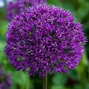 CZ GRAIN Dark Purple Allium Bulbs - Blooming Onion Perennial Garden Flower - Fall Bulbs That Make Giant Round Purple Flowers - Easy to Grow Large Vibrant Flowers Attract Pollinators - Plants