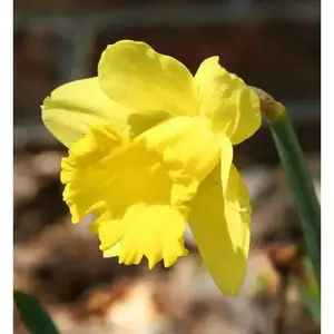 Daffodil Bulbs ,Trumpet yellow,Fall Planting