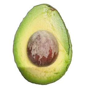 Lamb hass avocado tree 1-3 ft