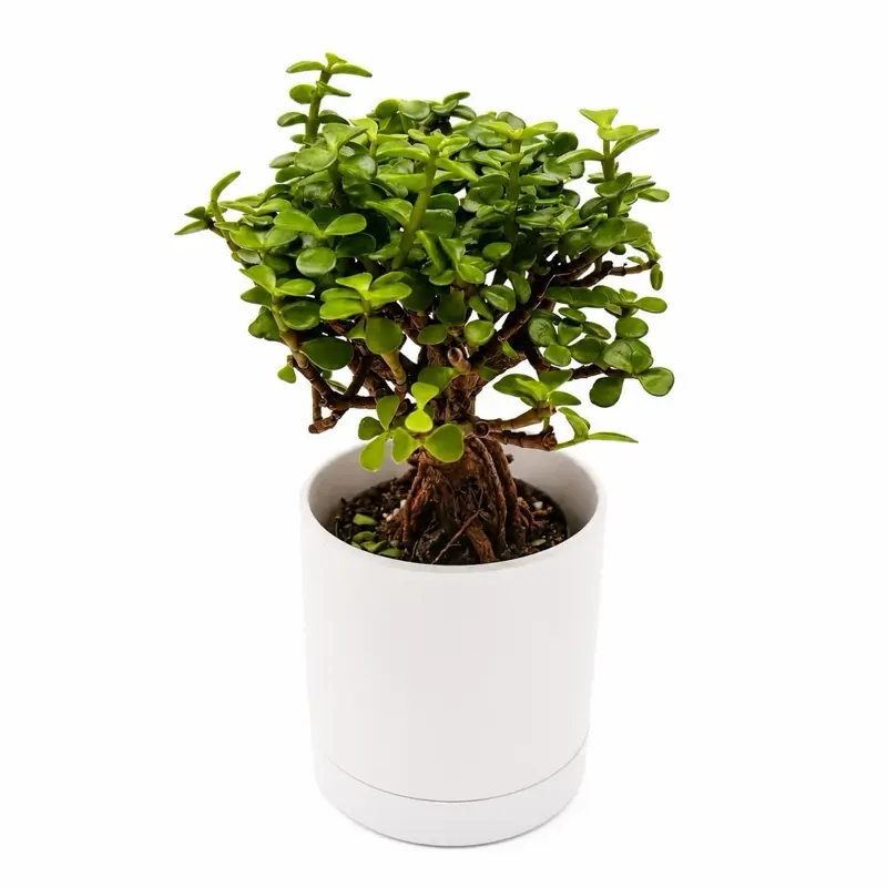 Portulacaria afra ‘Mini Jade Bonsai’ 4” Pot – Root-Over-Rock Elephant Bush | Easy-Care Succulent Bonsai