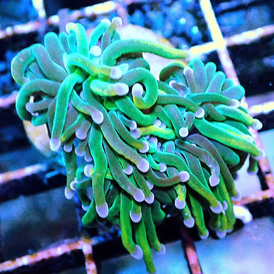 RAPUNZEL HOLY GRAIL TORCH CORAL WYSIWYG