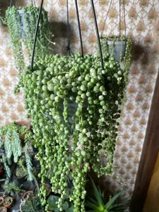 Variegated String of Pearls Succulent Live Plant Cutting