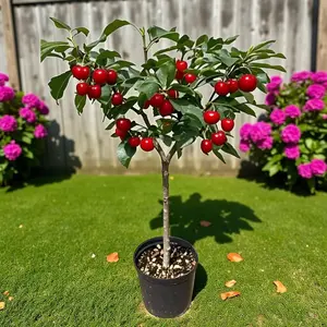 10 Cherry Tree Seeds - Prunus Avium - Non-GMO Heirloom Ornamental Plant Seeds for Outdoor Garden