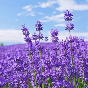 4000 seeds Premium Lavender Seeds – Highly Aromatic Purple Blooms, Hardy Perennial Flower for Relaxing Home Gardens, Backyard Landscaping and Pollinator-Friendly Outdoor Planting, Easy to Grow Fragrant Ornamental Herb