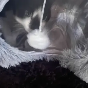 Product Review of Winter Warm Pet Bed, 2 in 1 Foldable Cat Tunnel Cat Bed, Warm Plush Cat Bed with Hanging Ball & Tunnel Buckle, Pet Supplies for Indoor Outdoor Use from s**7