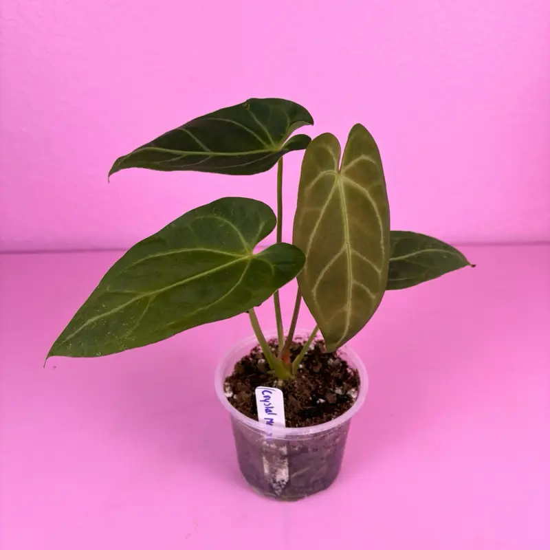 RARE Anthurium (Crystal Mag x Forgetii) x Goliath 4” | Hybrid Anthurium | Collector Plant