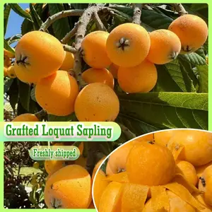 Grafted seedlings from persimmon trees with large fruit diameter, thick meat and sweet fragrance. Plant fruit tree seedlings in the courtyard