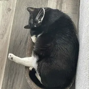 HONEYCARE: All-Absorb Pet Glove Wipes for All Pets | Dogs & Cats | Hypoallergenic | No Foam | Disposable No Rinse Shampooing Gloves