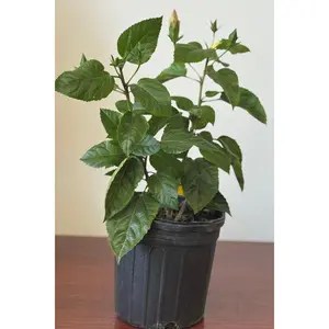 Planta Marpacifico o Hibiscus con raiz