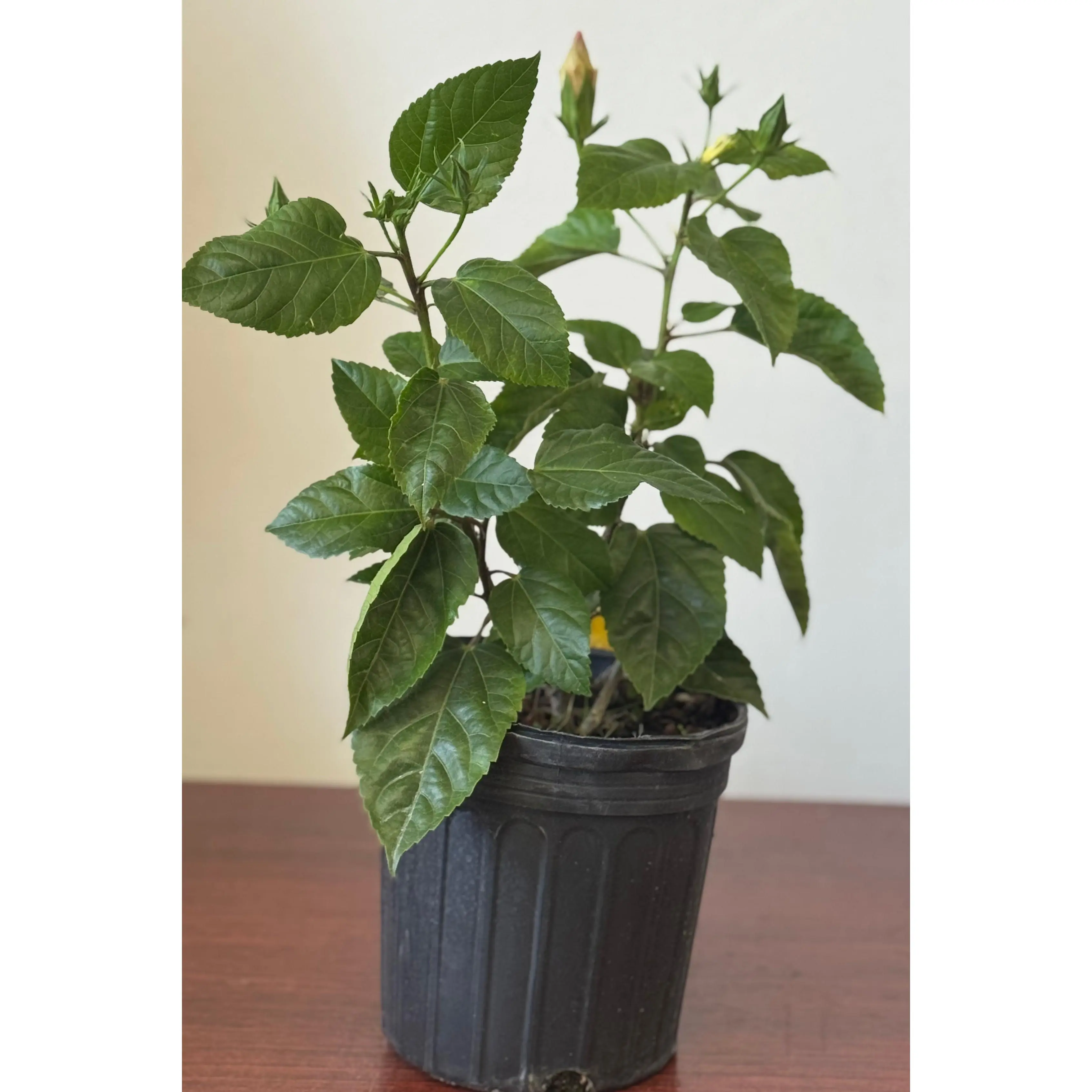 Planta Marpacifico o Hibiscus con raiz