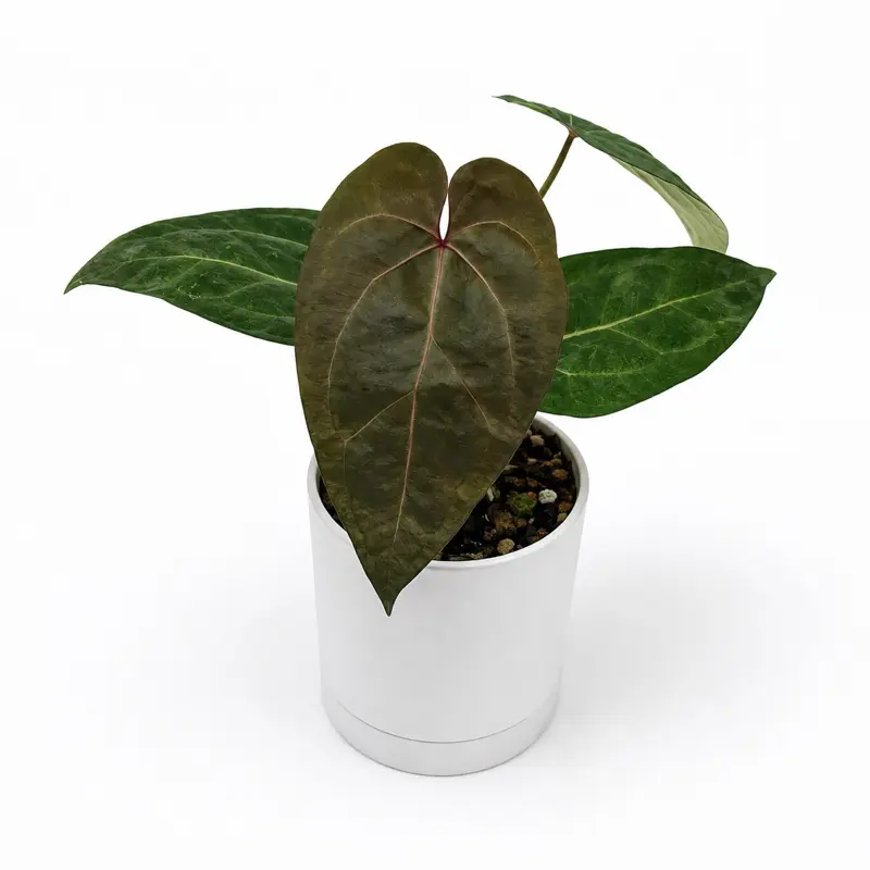 Anthurium ‘Ace of Spades’ (Dark Form) × ‘Zara’ × ‘Michelle’ 4” Pot – Rare Hybrid Anthurium | Dark Velvet Collector Plant