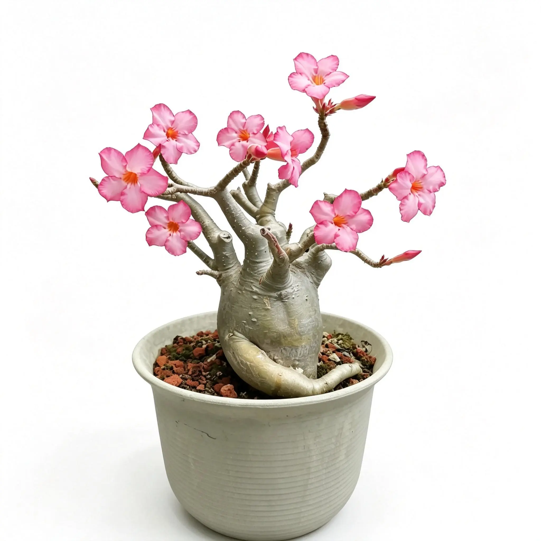 Realistic Flowering Adenium Obesum Desert Rose, Compact Bonsai Ornament for Small-Space Home & Garden Decor
