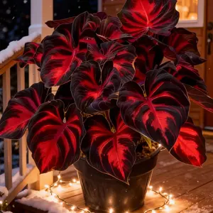 Hosta Seeds 800pcs Perennials with Deep Foliage Easy to Grow Bold Garden for Shaded Areas Border Containers Landscaping Ideal for Beginners