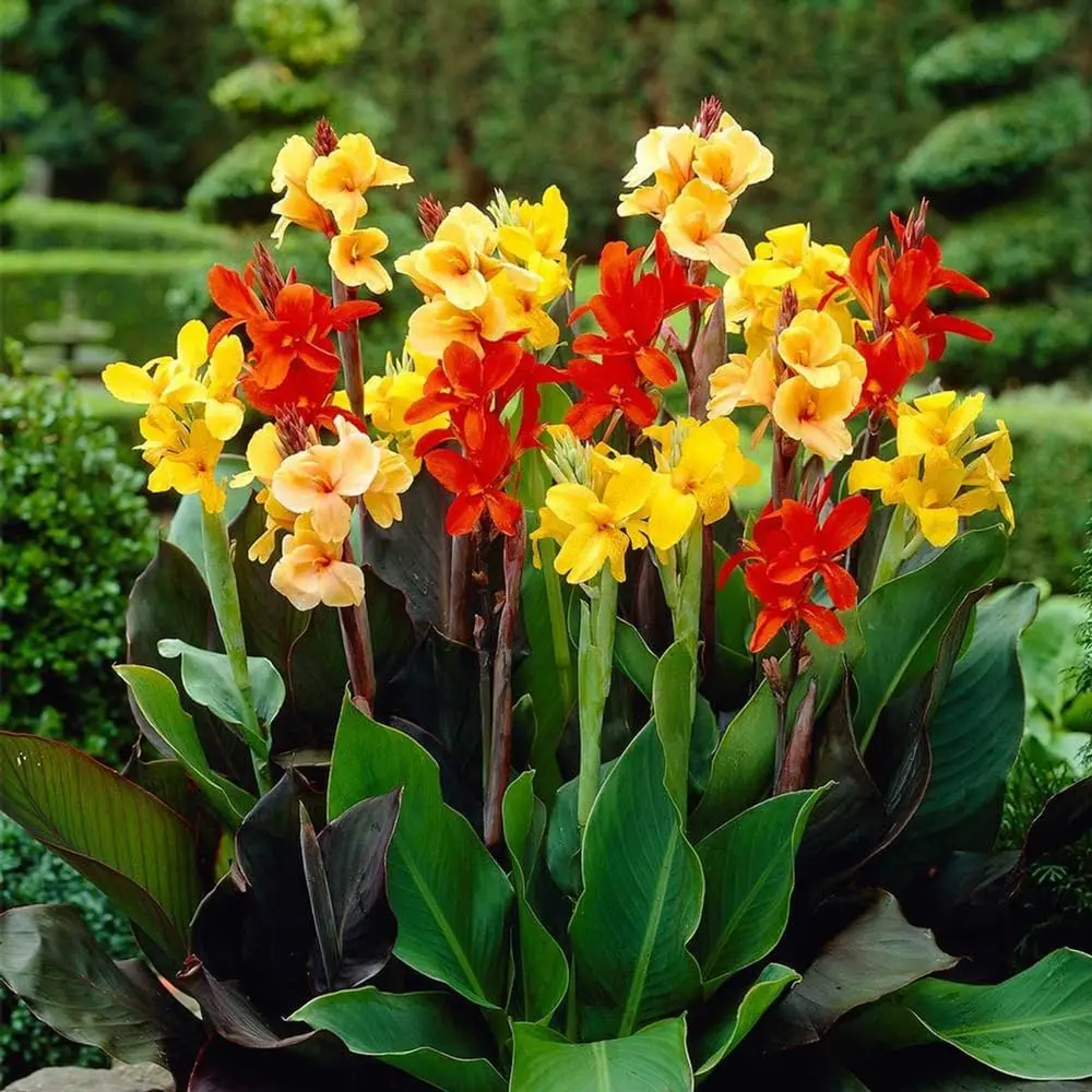 200pcs Canna Lily Seeds Canna -Flower Seeds Perennial Outdoor-Cannas Seed for Planting Ornamental Plant Home Garden