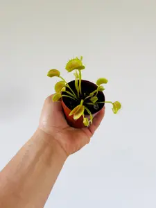 Venus Flytrap - Dionaea Muscipula 'King Henry'