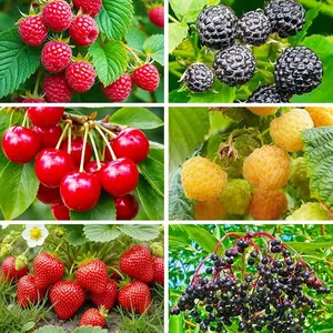 Mixed Berry Seeds for Planting, 4 Variety Pack Including Cherry, Raspberry, Strawberry and Elderberry Seeds for Home Garden Growing
