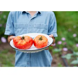 Red Brandywine - Organic Tomato Seeds
