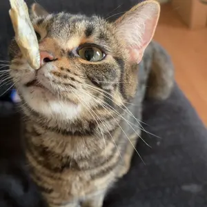 Vital Essentials Freeze-Dried Raw Minnows Cat Treats