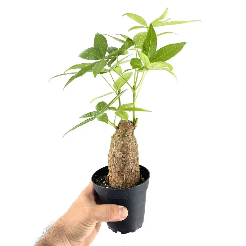 Pachira Aquatica Money Tree - Easy-Care Lucky Plant, Shipped in Small Pot, for Indoor Home & Garden Decoration